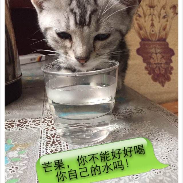 购买假学历报告